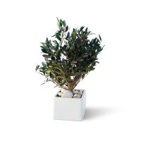 Cubique Petit Modèle 10x15