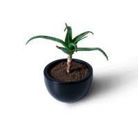 Vasque petit model 10x15